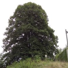 Lípa u Trati v Říčanech