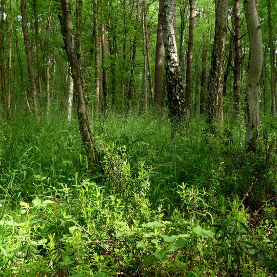 Altwarmbüchener Moor