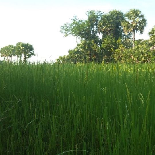 Provincia di Svay Rieng