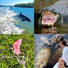 Manatee Sightseeing Eco Tourism Adventures