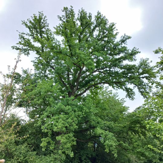 Natural monument oak