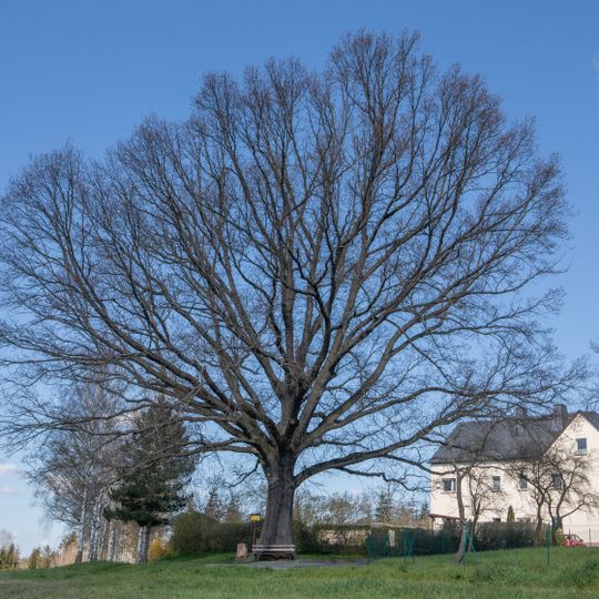 Siegeseiche in Großmilkau