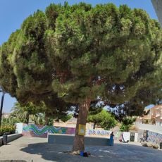 Pino del Cortijo de Juan Díaz