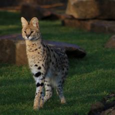 Ponderosa Zoo