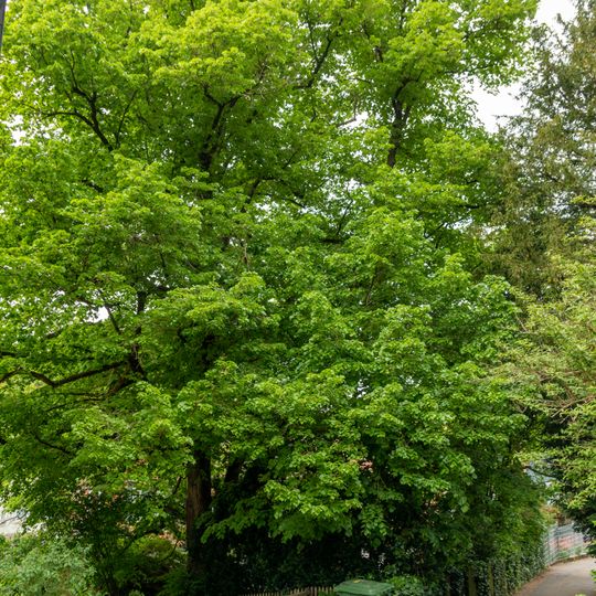 1 Sommerlinde "Im Unterren Kienle 17"