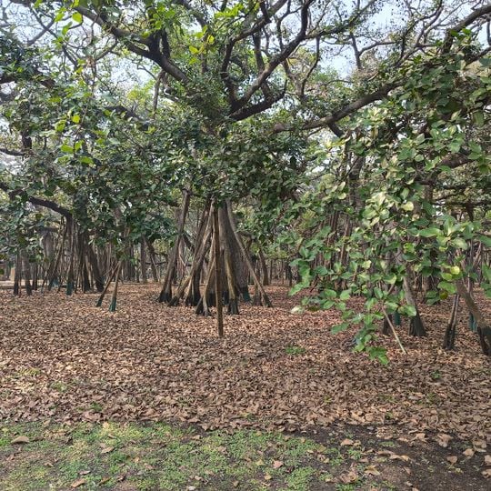 The Great Banyan Tree