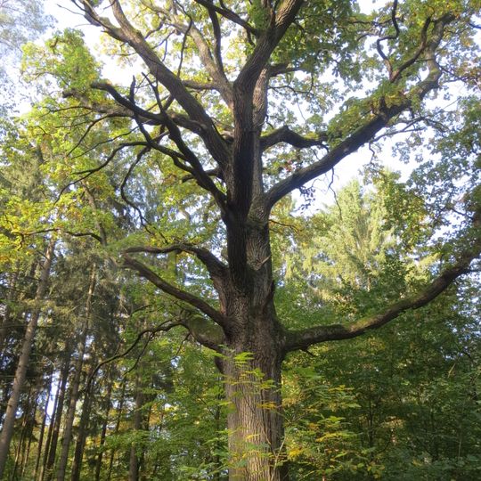 Naturdenkmal Trauben-Eiche ca. 200 m östlich vom Maxberg, an einer Waldweggabelung Abt. 354 in Hohenfinow