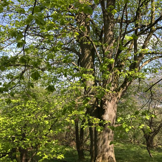 Oldřichovická lípa