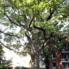 Eiche Wiehbergstraße 10