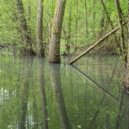 Naturwaldreservat Waldhaus mit Feuchtbereich im Handthalgrund
