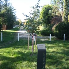 Lípa republiky (Klánovice)