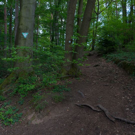 Waldstück auf dem Kleinheppacher Kopf