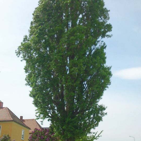 Säulen-Pappel Kesselsdorfer Straße 235
