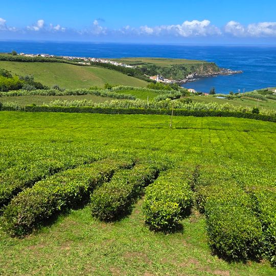 Fabrica de Chá Porto Formoso