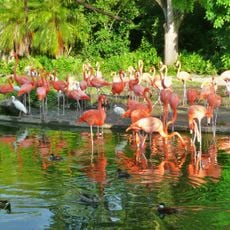 マイアミ動物園