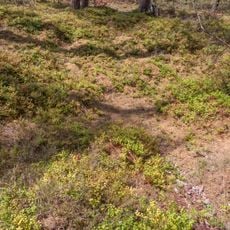 Ch   Wolfsgrube im gemeindefreien Gebiet Winkelhaid