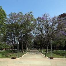 Jacaranda