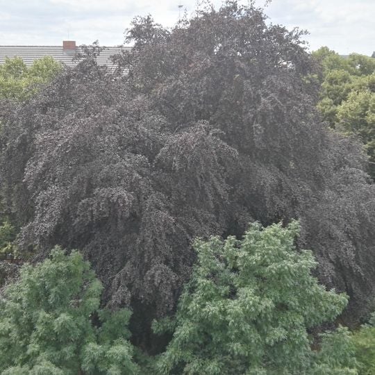 Blutbuche in Senftenberg auf Schulhof der Realschule, Ecke Schulstraße/Bergbaustraße