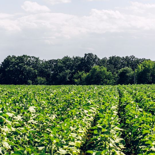 Piacenzian terrace near Codri