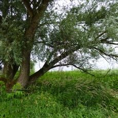 Donau zwischen Straubing und Vilshofen