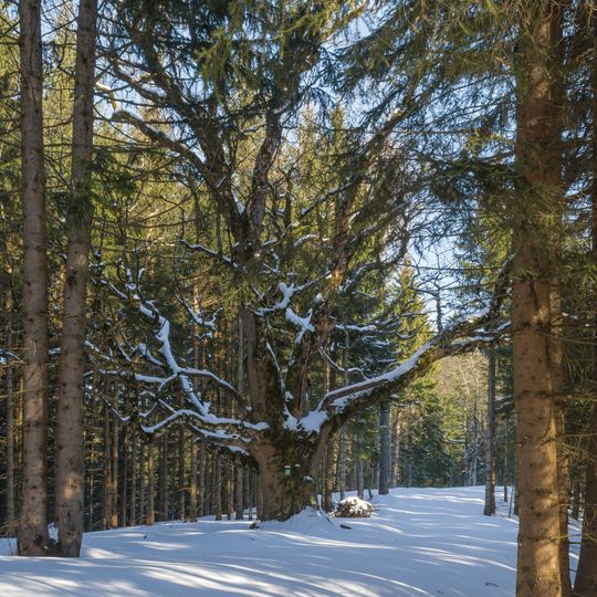 Bergahorn am Buglreut