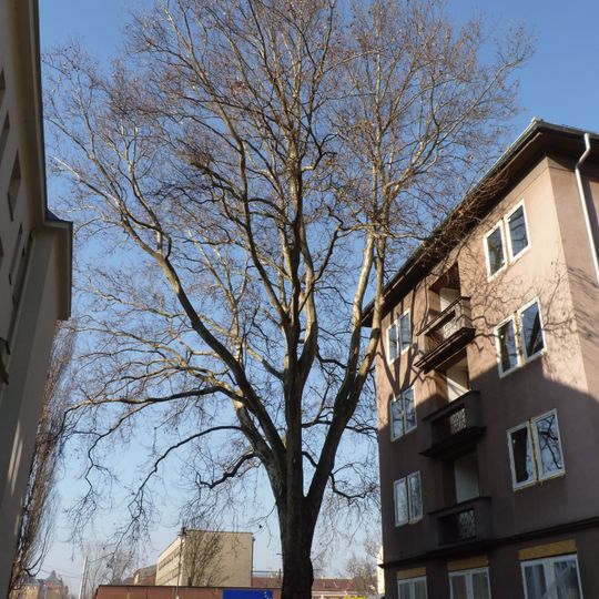 Platan javorolistý na Poděbradově ulici