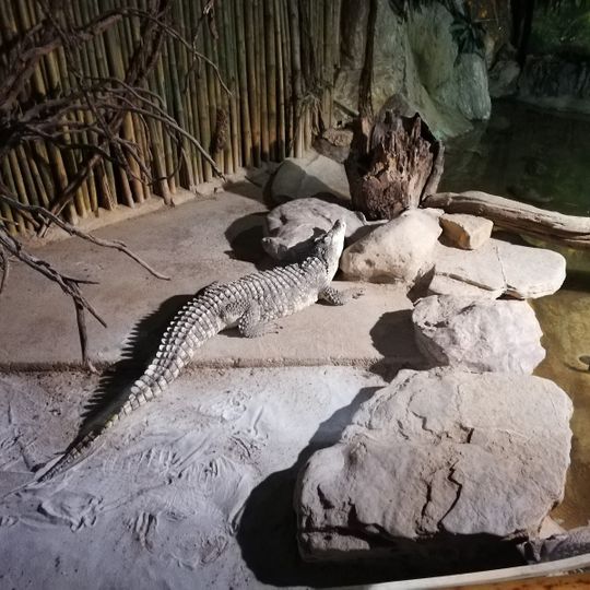 Rettilario - Città della Domenica