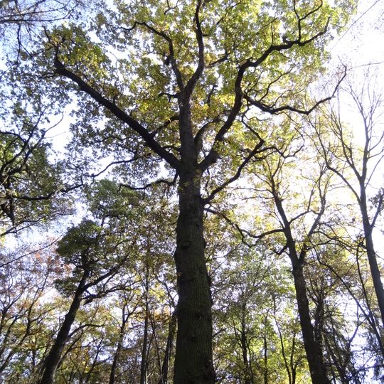 Dub letní v Kunratické bažantnici