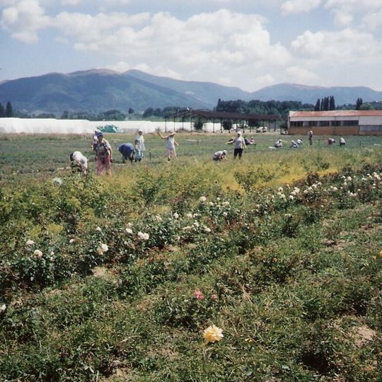 Rose Valley