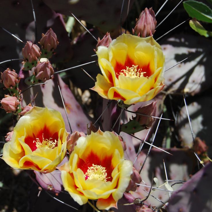 Tucson Botanical Gardens