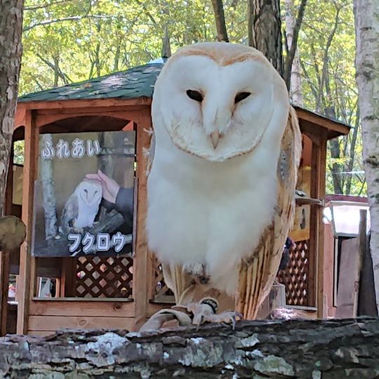 フクロウとキタキツネの森