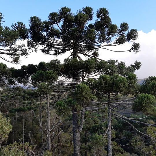 Área de Proteção Ambiental Campos do Jordão