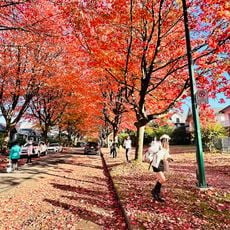 Callister Park