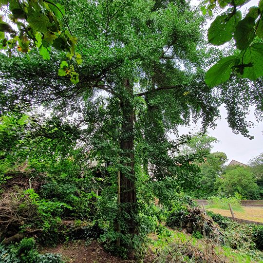 Ginkgo am Fünfhäuserweg