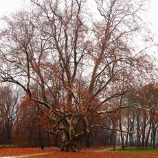 Plane tree from Komjatice
