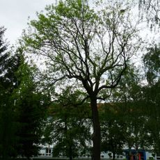 Jasan v Sezimově Ústí