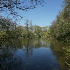 Feuchtbiotop Maurener See mit Eiche