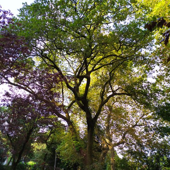 Árvore isolada em Estação do Elevador do Bom Jesus do Monte