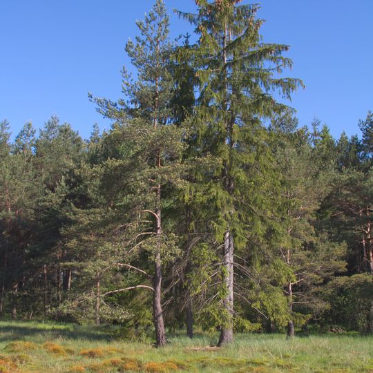 Rašeliniště Klenová