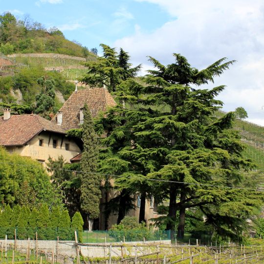 Grünewald in St. Justina