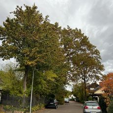 3 Stieleichen "Stöfflerweg"