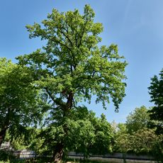 Stiel-Eiche Katharina-Heinroth-Ufer 2