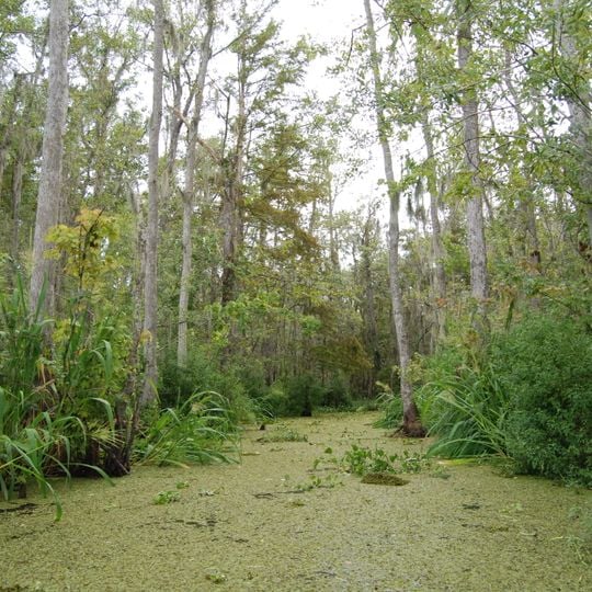 Honey Island Swamp