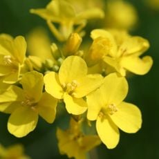 Jardines Etnobotánicos de la Gardie
