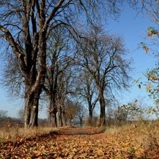 Rumiankowa Street in Poznań