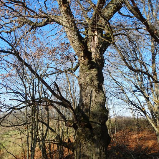 Karklotės ąžuolas