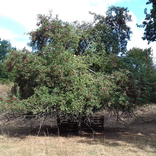 Wildapfel im Fort Hahneberg