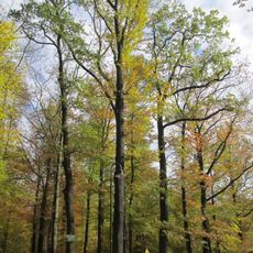 Friedenseichen Langebrück