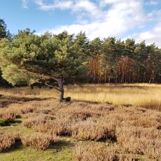 Heidelandschaft westlich Mörfelden-Walldorf mit angrenz. Flächen