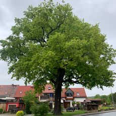 Friedenseiche in Waldenburg